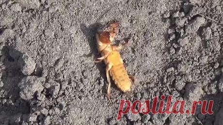 Очень эффективный и простой способ борьбы с медведкой!