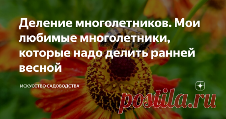 Деление многолетников. Мои любимые многолетники, которые надо делить ранней весной Три основные причины деления многолетних растений в саду
ограничение размера растений (позволяет контролировать быстрое распространение многолетников на клумбах)
помощь в их омоложении  (деление омолаживает старые растения,  сохраняя их жизнеспособность и #обильное цветение  Многолетникам  для правильного развития нужна определенная площадь, если корням и вегетативной массе растения тесно