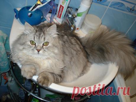 Хвостик и лапки не поместились.