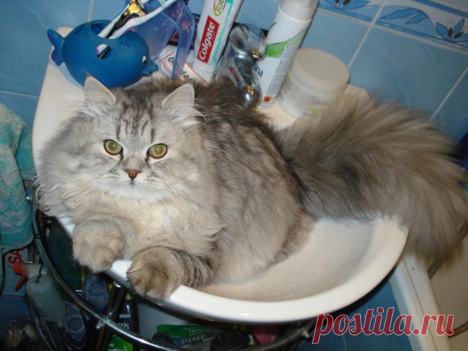 Хвостик и лапки не поместились.