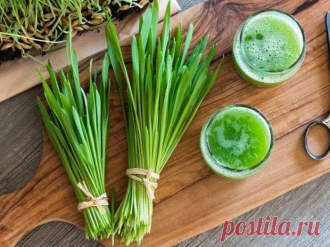 Этот сок обновляет поврежденные клетки ДНК! Доктор биологических наук Александр Рыбалка о важных преимуществах для здоровья человека употребления сока из ростков ячменя. Доказано, что сок из зеленых ростков ячменя содержит энзим P4D1, который по данным Калифорнийского Университета Ясуо Хотта, выполняет функцию обновления...