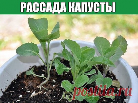 Рассада капусты  
 
Раннеспелые сорта высевают с 5 по 20 марта, среднеспелые с 20 марта по 25 апреля, позднеспелые с 5 по 25 апреля.  
 
 
Подготовка семян  
 
Сортировка  
На 1 л воды берут 2 ч. л. соли. Семена высыпают в соляной раствор и держат в нем 3 минуты. Семена, которые остались на поверхности, выбрасывают.  
 
 
Обеззараживание  
 
От грибковых заболеваний семена прогревают при 45 °С сухим способом (на батарее) в течение 2–3 часов или погружают в горячую (50 °С) ...