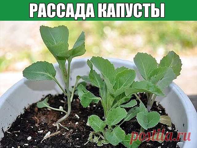 Рассада капусты  
 
Раннеспелые сорта высевают с 5 по 20 марта, среднеспелые с 20 марта по 25 апреля, позднеспелые с 5 по 25 апреля.  
 
 
Подготовка семян  
 
Сортировка  
На 1 л воды берут 2 ч. л. соли. Семена высыпают в соляной раствор и держат в нем 3 минуты. Семена, которые остались на поверхности, выбрасывают.  
 
 
Обеззараживание  
 
От грибковых заболеваний семена прогревают при 45 °С сухим способом (на батарее) в течение 2–3 часов или погружают в горячую (50 °С) ...