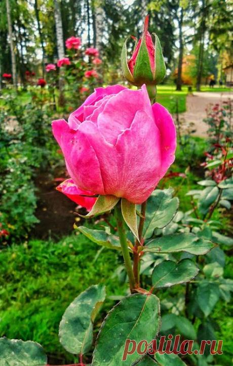 Популярное – Google+
