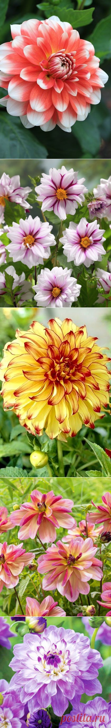 (51) Одноклассники