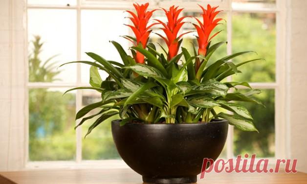 Уход за гузманией