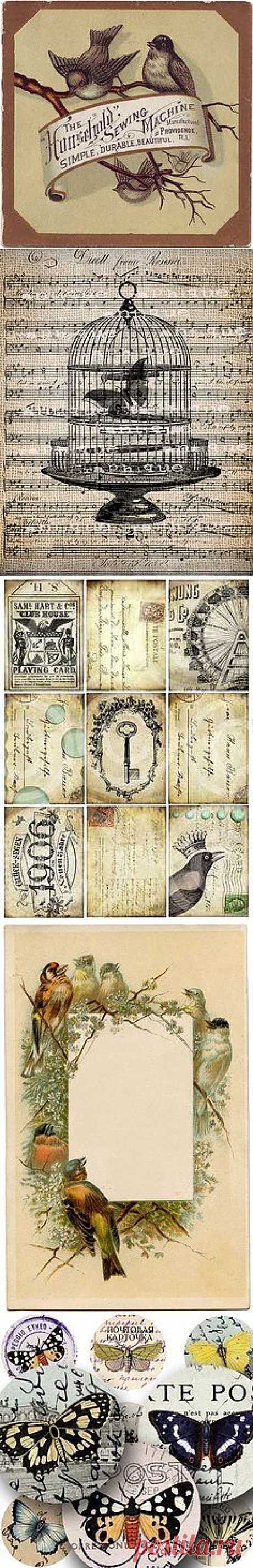 french bird | pinning printables