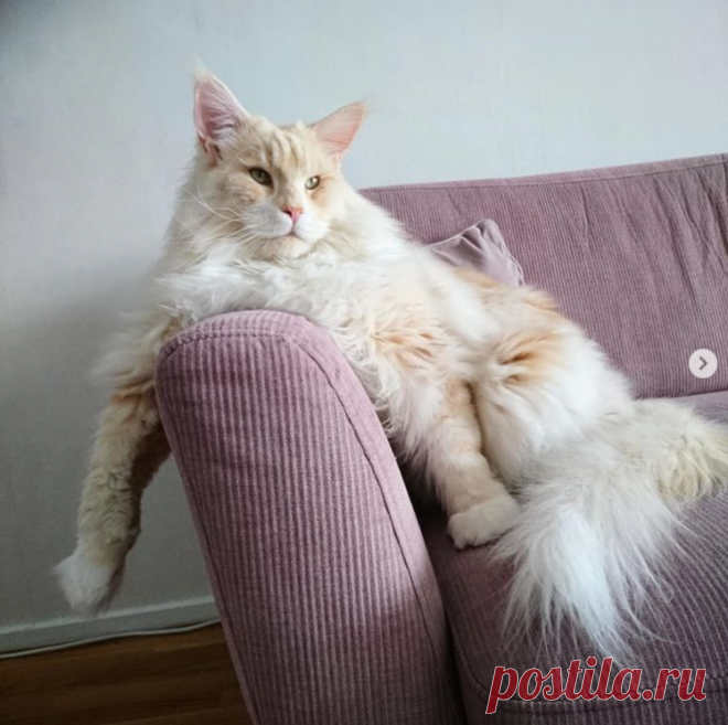 Я сфотографировала своего кота, и Интернету он показался СЛИШКОМ большим!