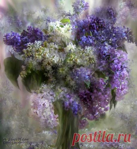 Язык цветов Carol Cavalaris