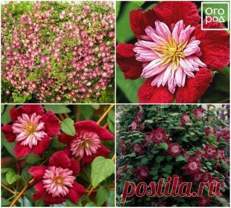 Самые неприхотливые сорта клематисов с фото и описанием Клематис считается экзотическим растением. Но его капризный нрав зачастую преувеличен. Обзавестись прекрасной лианой в своем саду может даже новичок. Для этого нужно выбрать наиболее неприхотливый сор...