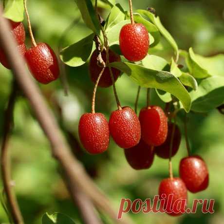 Гуми: описание, полезные свойства, посадка и уход, советы, фото