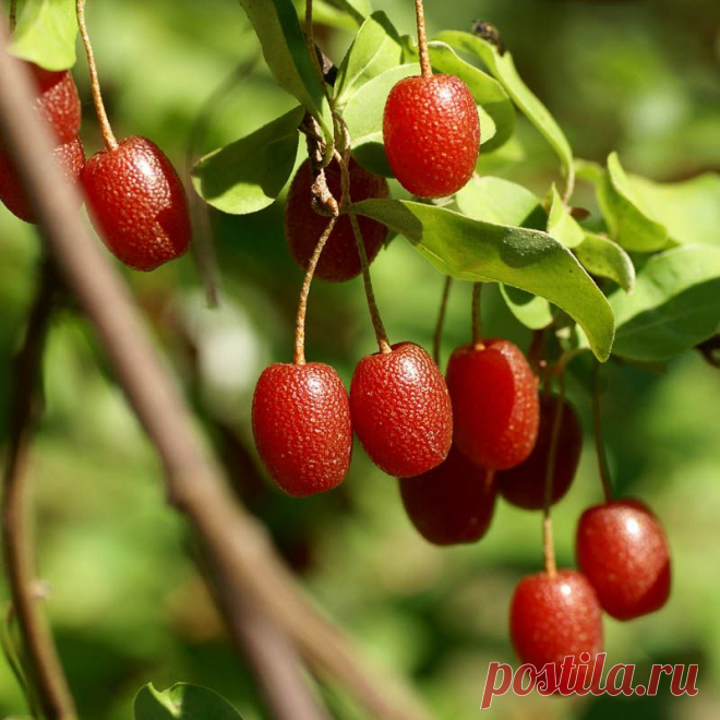 Гуми: описание, полезные свойства, посадка и уход, советы, фото