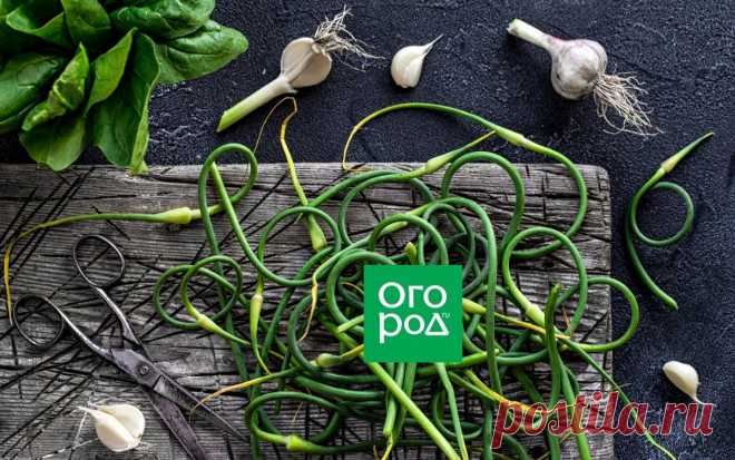 Как уберечь ребенка на даче: 36 красивых, но очень опасных растений Садоводы, которые растят не только цветы, но и детей, знают, что не все растения для них полезны. Колючки, шипы, ядовитые ягоды или жгучие листья – все это делает некоторые культуры непригодными для выращивания, если у вас есть дети.