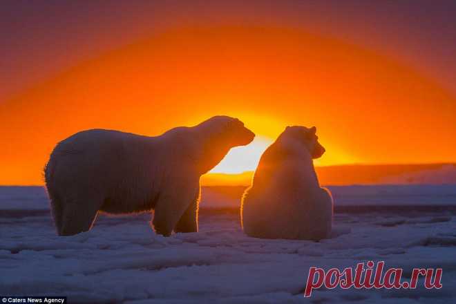 Лучшие фотографии со всего света - Потрясающие кадры - белые медведи на фоне Арктического заката