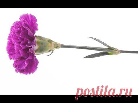 цветы Гвоздика из гофрированной бумаги - Craft Tutorial.