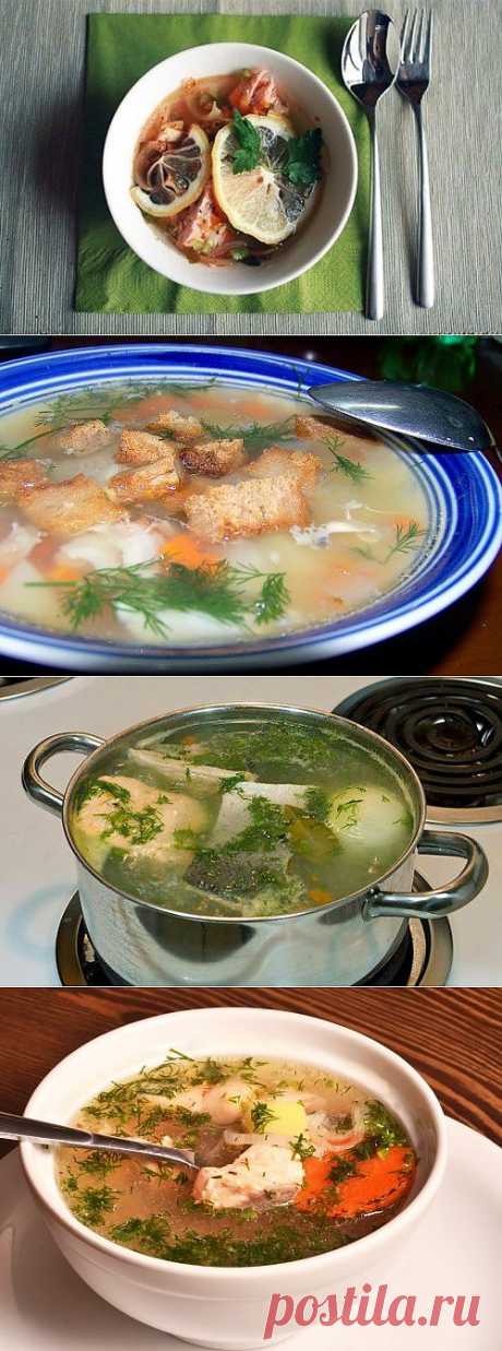 Уха из лососевых: готовим вкусный домашний суп