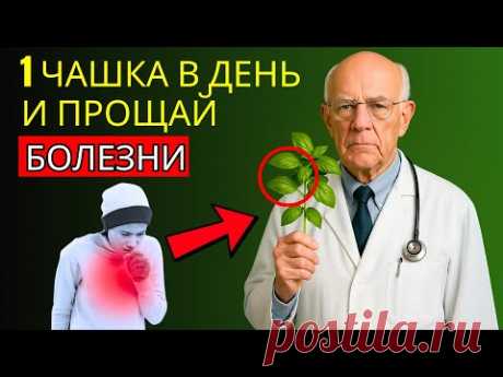 ПОЖИЛЫЕ ЛЮДИ, ЭТОТ ЧАЙ ЛЕЧИТ ВСЁ! – 6 ПОЛЬЗ ЧАЯ ИЗ БАЗИЛИКА НА КАЖДЫЙ ДЕНЬ