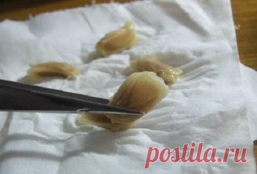 Как вырастить лимон в чашке