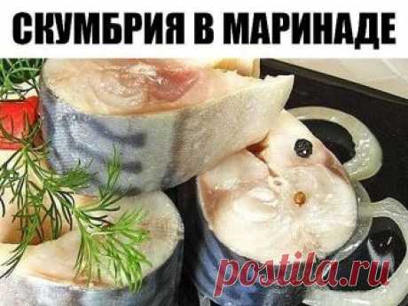 В таком маринаде скумбрия не уступает по вкусу красной рыбе В таком маринаде скумбрия не уступает по вкусу красной рыбе

Ингредиенты:
- Скумбрия (замороженная, разморозить) 2 шт
- лук репчатый по вкусу
- вода 250 мл
- гвоздика 6 шт
- перец горошком шепотка
- перец душистый молотый 1/3 ч л
- зерна кориандра шепотка
- соль 2 ч л
- сахар 0,5 ч л
- масло подсолнечное 2 ст л
- уксус яблочный 2,5 ст л

Приготовление:
1. Скумбрию почистить, порезать на кусочки.
2. Воду вскипятить...