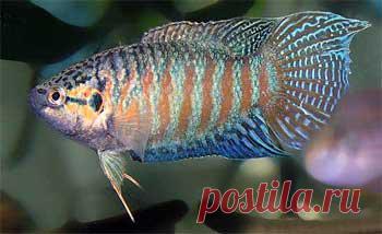 Макропод: http://aquariumistika.mirtesen.ru/blog/43919116261
