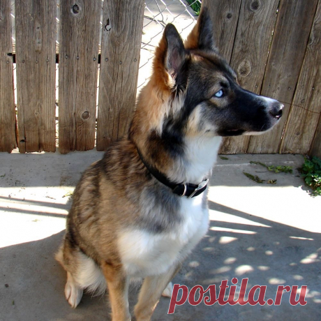 Метис хаски и немецкой овчарки - 62 фото - картинки: смотреть онлайн