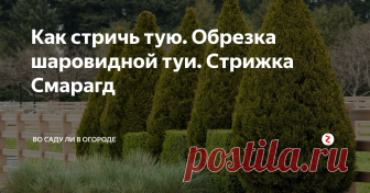 Как стричь тую. Обрезка шаровидной туи. Стрижка Смарагд Туя совершенно не боится стрижки, однако у этой процедуры есть несколько правил: соблюдение сроков стрижки туи; формирование и обрезку туи начинают с удаления сухих и больных веток; во время обрезки туи западной срезы не нуждаются в смазывании садовой замазкой; стрижку туй лучше проводить в пасмурную погоду хорошо заточенным инструментом.
