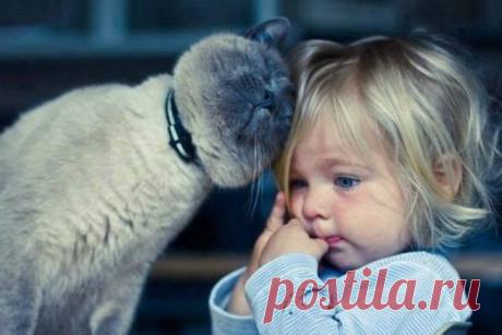 17 котов, из которых получились прекрасные няни / Питомцы