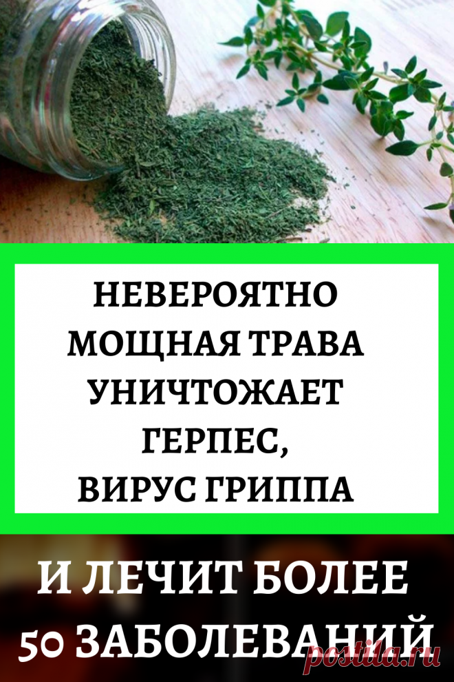 Невероятно мощная трава уничтожает стрептококк, герпес, кандиду, вирус гриппа и лечит более 50 заболеваний