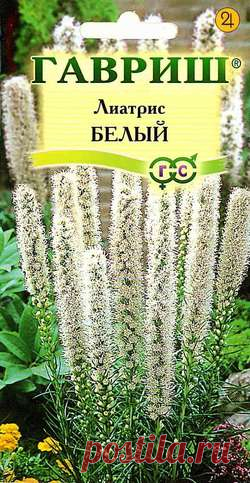 Лиатрис "Белый"