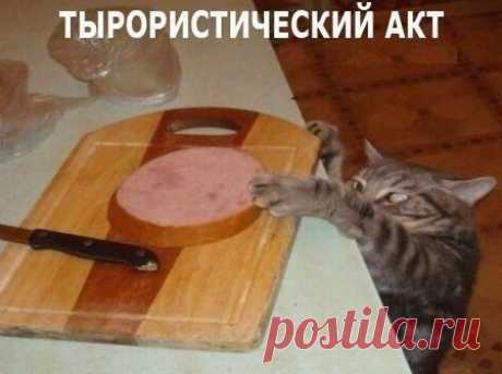 коты