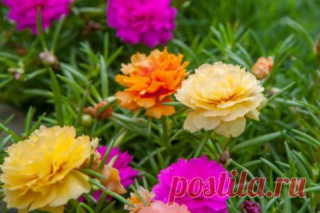 Портулак: посадка, размножение, уход. Виды, болезни и вредители портулака