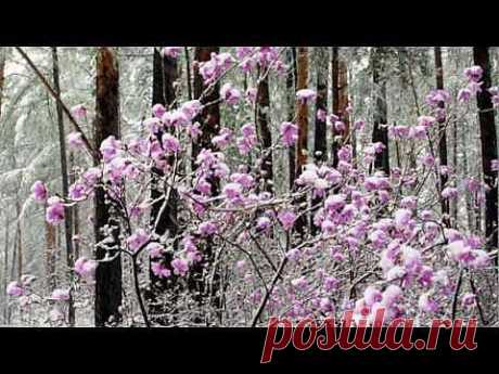 Ференц Лист Грезы любви - YouTube