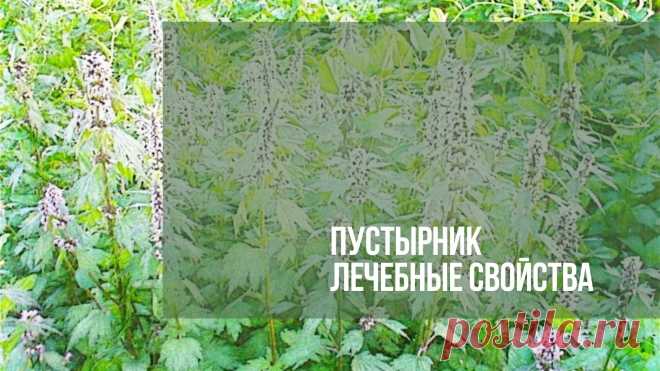 Пустырник лечебные свойства. Пустырник представляет собой многолетнее растение семейства Яснотковых. Существует множество видов растения, наиболее распространенные – пятилопастный, сердечный…