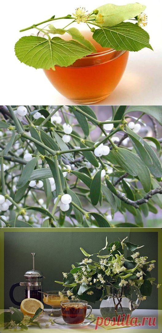 Омела и липа - природные волшебники, которые сделают Вас стройными, здоровыми и неотразимыми!