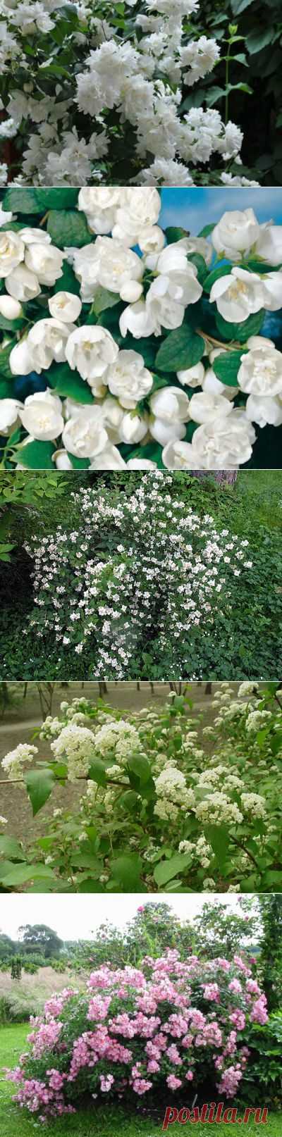 Душистый жасмин или чубушник — 6 соток