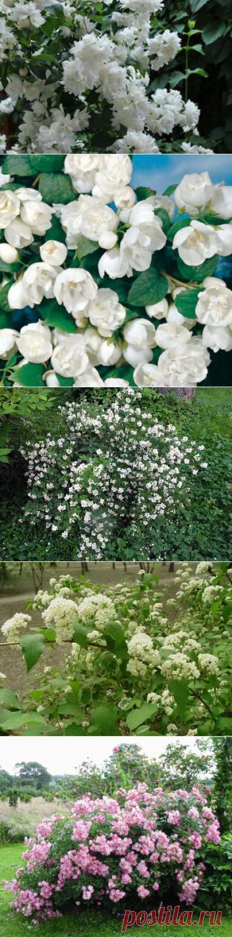 Душистый жасмин или чубушник — 6 соток