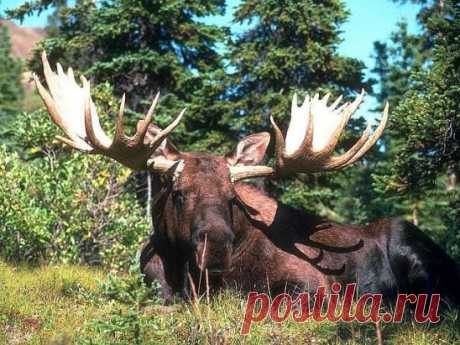 (33) Одноклассники