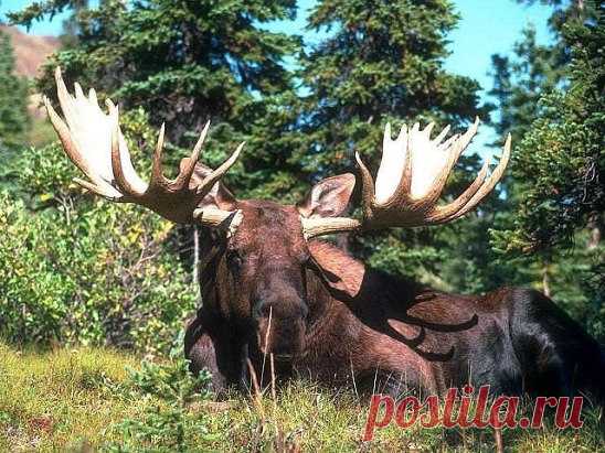 (33) Одноклассники