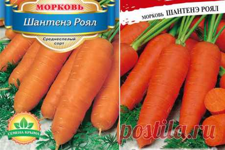 Морковь Шантанэ роял: описание сорта, фото, отзывы, характеристика, достоинства и недостатки, особенности выращивания, урожайность
