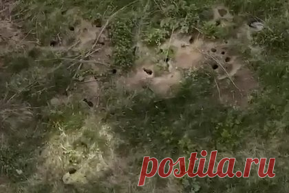 Крысы построили город во дворе подмосковного ЖК