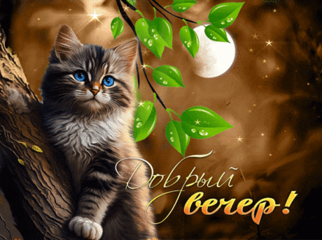Добрый вечер!