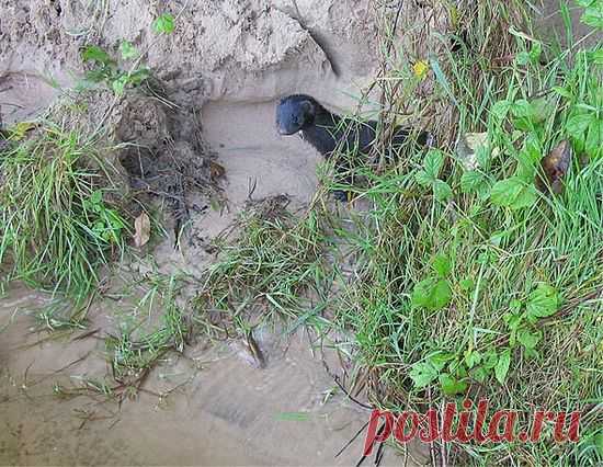 Моя рабочая снасть для ловли жереха с бомбардой. - Спининг - Моя рабочая снасть - Каталог статей - Калининградский сайт рыболовов,охотников,дайверов.