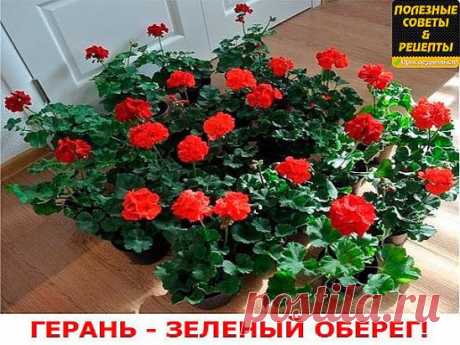Герань- зелёный оберег.