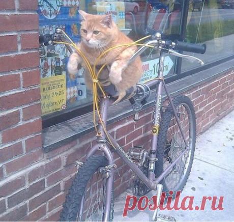 Котики, с которыми не соскучишься!