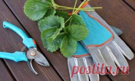 Нужно ли обрезать клубнику осенью