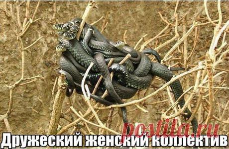(+1) тема - Позитив на все 100 % ! | ОБОРЖАКА ;)