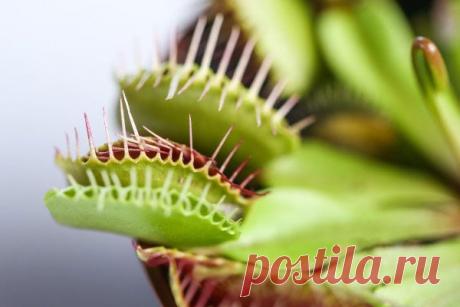 Растения способны разумно мыслить Растения могут считать, принимать решения, узнавать своих родственников и даже помнить некоторые события, считают ученые из Университета Падуи в Италии. Чтобы проверить свою теорию, они провели ряд экспериментов, сообщает The Daily Mail.Так, венерина мухоловка оказалась способна...