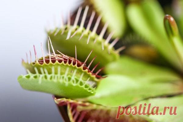 Растения способны разумно мыслить Растения могут считать, принимать решения, узнавать своих родственников и даже помнить некоторые события, считают ученые из Университета Падуи в Италии. Чтобы проверить свою теорию, они провели ряд экспериментов, сообщает The Daily Mail.Так, венерина мухоловка оказалась способна...