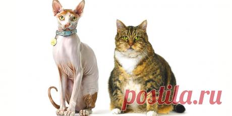 Почему у некоторых людей не получается «меньше жрать», и при чём тут дофамин
Людей условно можно разделить на две большие группы, в зависимости от их умения/ неумения быть разумно сдержанными в еде, проще говоря — «меньше есть». (На самом деле, вместо слова «есть» здесь напрашивается слово «жрать», которое многим покажется грубым, и я заранее прошу у своих читателей прощения). В обычной жизни я почти не употребляю это слово, […]
Читай пост далее на сайте. Жми ⏫ссылку выше