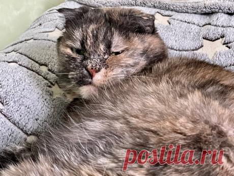 Как хозяева кошек вредят своим питомцам, сами того не подозревая | Кошка.ru | Дзен